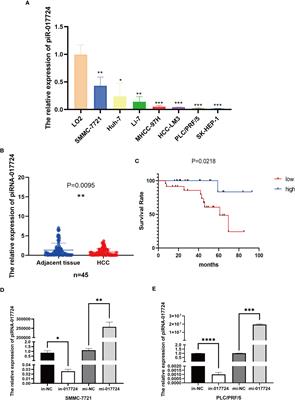 PIWIL1 interacting RNA piR-017724 inhibits proliferation, invasion, and migration, and inhibits the development of HCC by silencing PLIN3